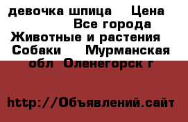 девочка шпица  › Цена ­ 40 000 - Все города Животные и растения » Собаки   . Мурманская обл.,Оленегорск г.